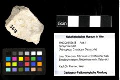 Foto (Objekt + Etiketten) von Decapoda indet. 